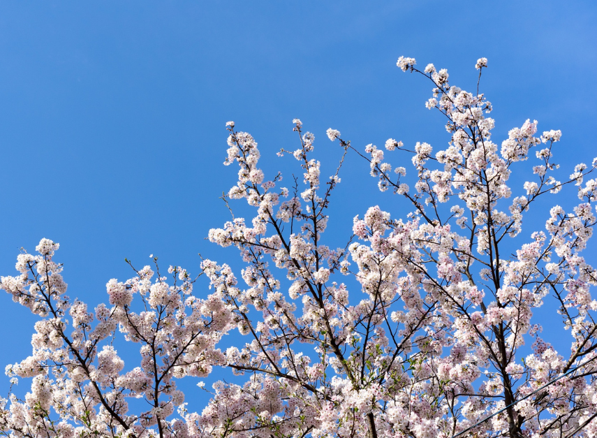 Frühling: Warum verändern sich unsere Körper (und unsere Stimmung) mit der Jahreszeit?