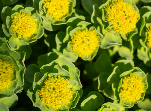 Welche Vorteile hat Rhodiola rosea für Körper und Geist?