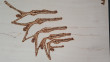avatar Pinkes3inhorn
